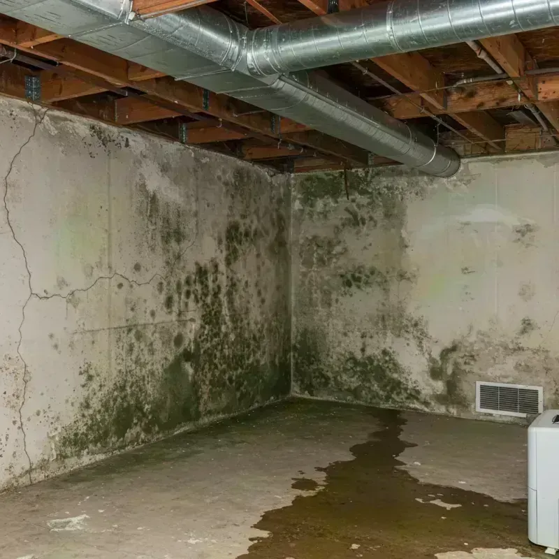 Professional Mold Removal in Bluffdale, UT